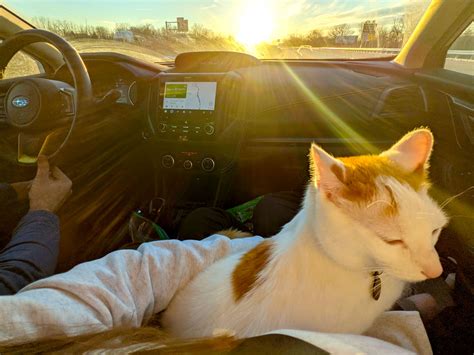 driving long distance with cats